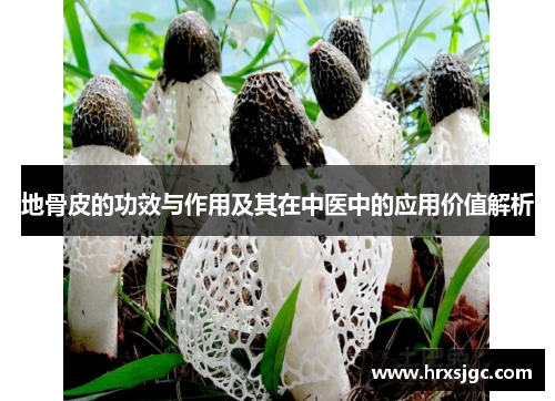 地骨皮的功效与作用及其在中医中的应用价值解析