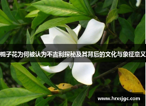 栀子花为何被认为不吉利探秘及其背后的文化与象征意义